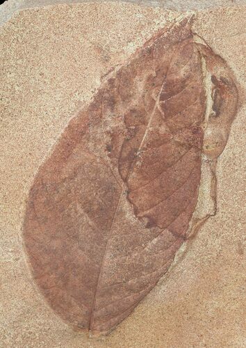Fossil Leaf (Polyptera) - Montana #53286